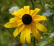 Black-Eyed Susan