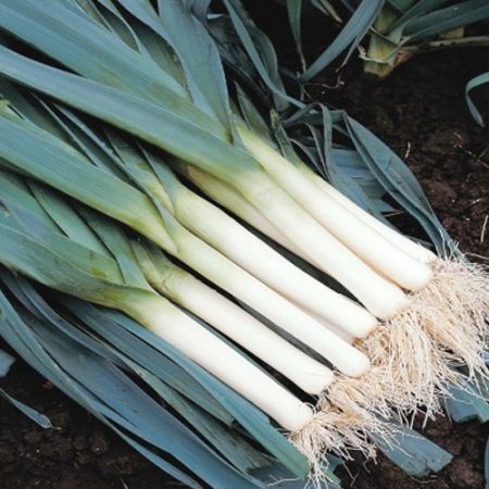 Leek (Avano) Organic seed