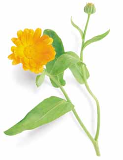 Calendula