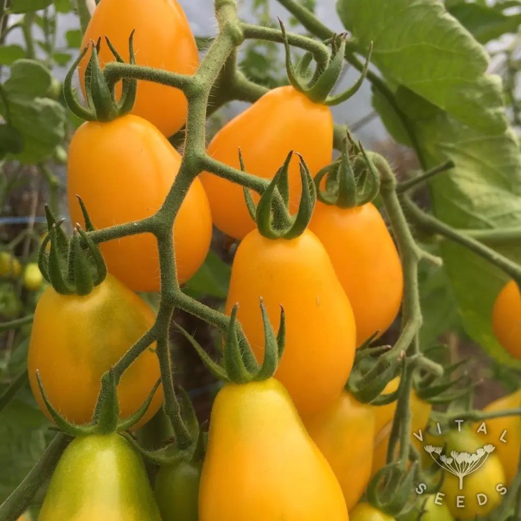 Tomato Yellow Submarine Organic Seed.