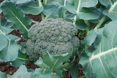 Broccoli/Calabrese Waltham 29