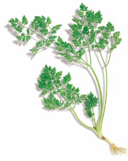 Curled Chervil