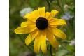 Black-Eyed Susan