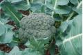Broccoli/Calabrese Waltham 29