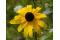 Black-Eyed Susan