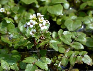 Watercress