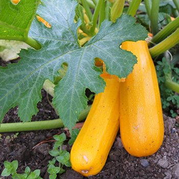 Courgette 'Yellow'